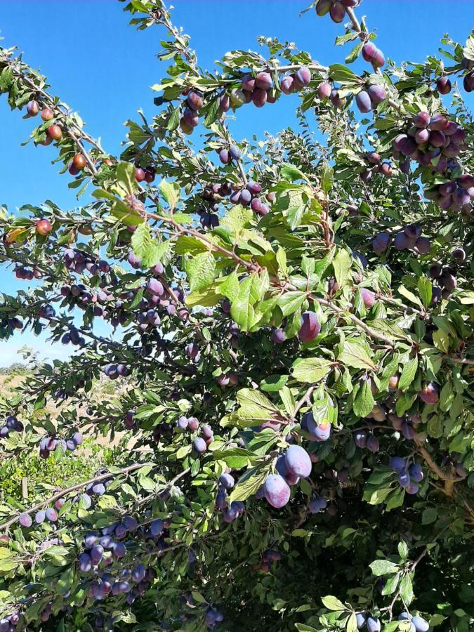 São Bartolomeu da Serra Monte Da Casa Branca By Hi Alentejoヴィラ エクステリア 写真