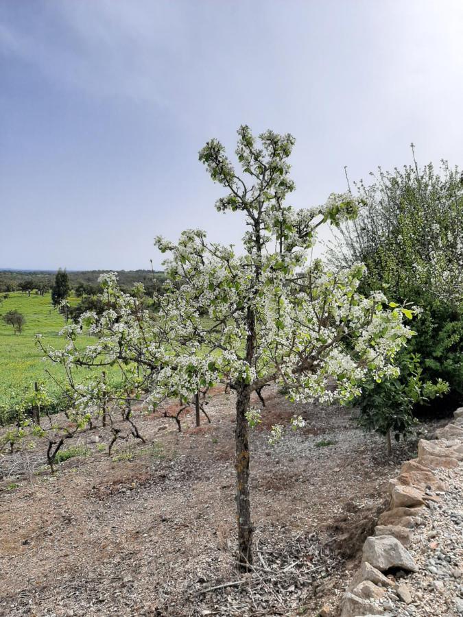 São Bartolomeu da Serra Monte Da Casa Branca By Hi Alentejoヴィラ エクステリア 写真